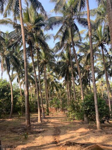 Sneh Beach Homestay - Wayangani Vengurla エクステリア 写真